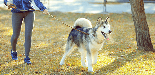 gana dinero extra paseando perros