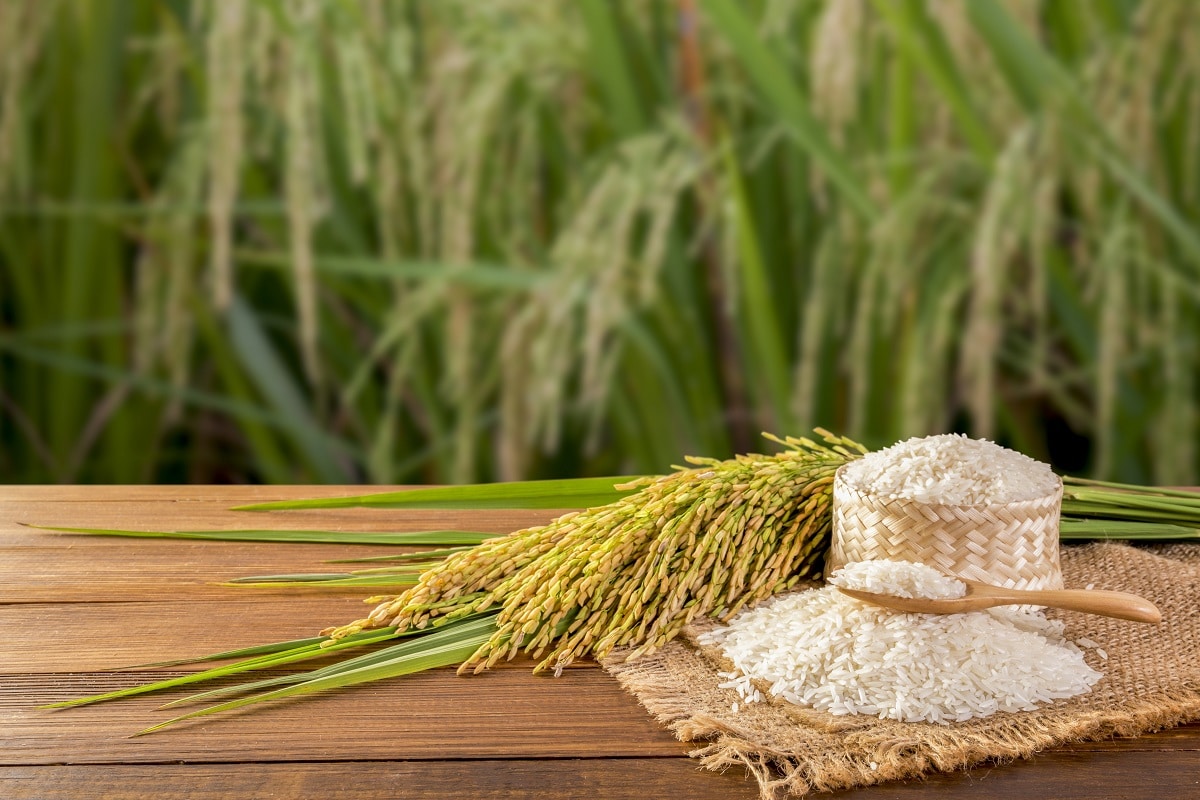 El cultivo del arroz es uno de los negocios más rentables en Sevilla, España