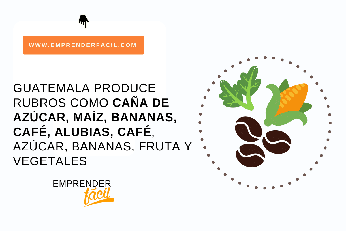 Guatemala produce caña de azúcar, maíz, banano, café...