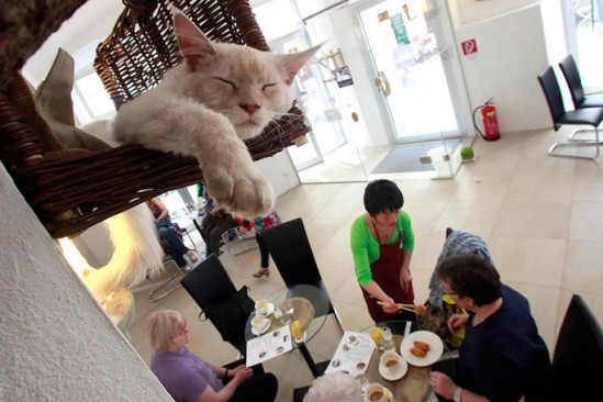 Cafetería que acepta mascotas como idea de negocio